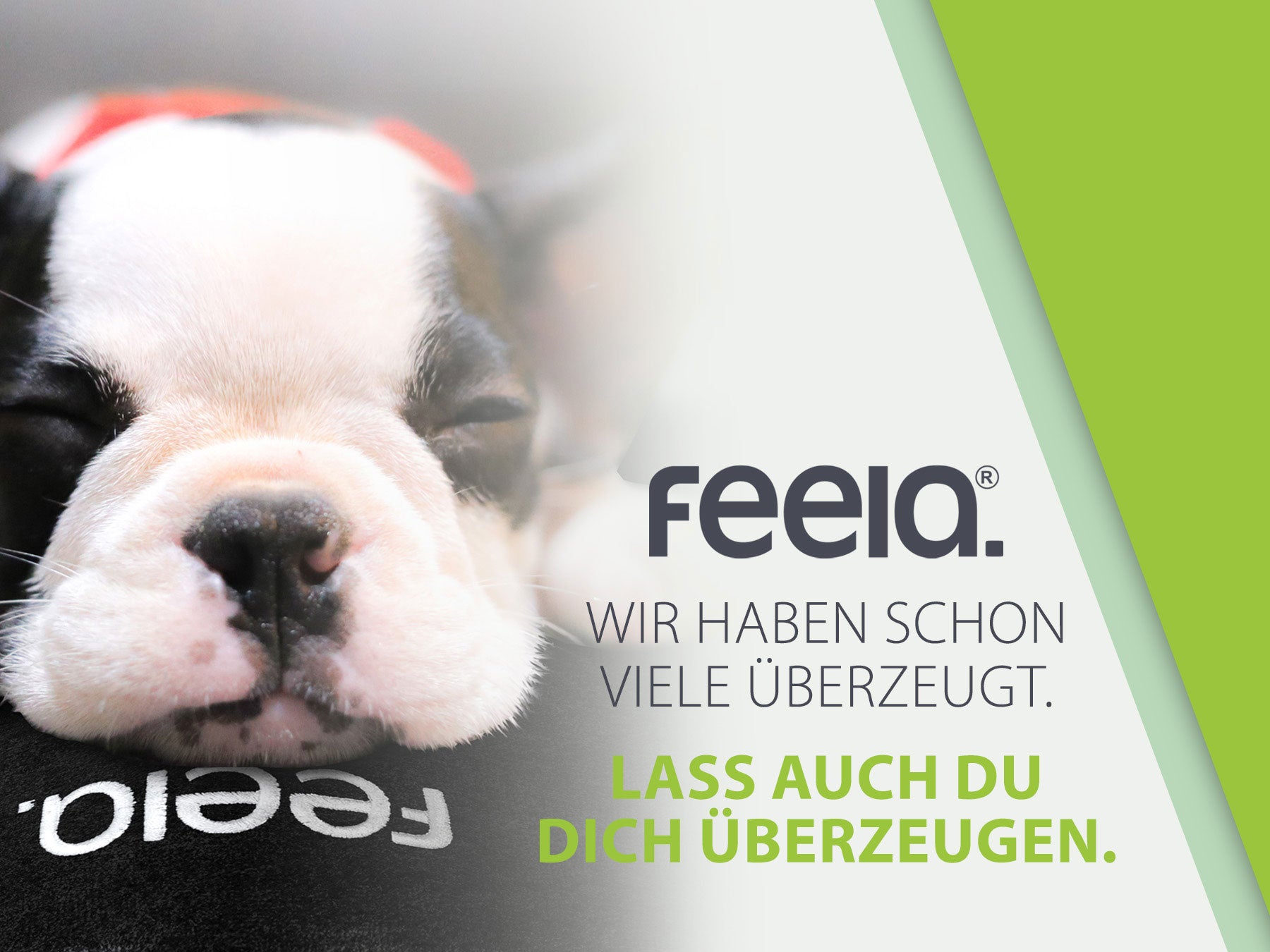 Werbebild für feela® mit einem schlafenden französischen Bulldoggen-Welpen, der bequem auf einem Sitzkissen liegt. Text auf grünem und weißem Hintergrund lautet: 'feela®. Wir haben schon viele überzeugt. Lass auch Du Dich überzeugen.